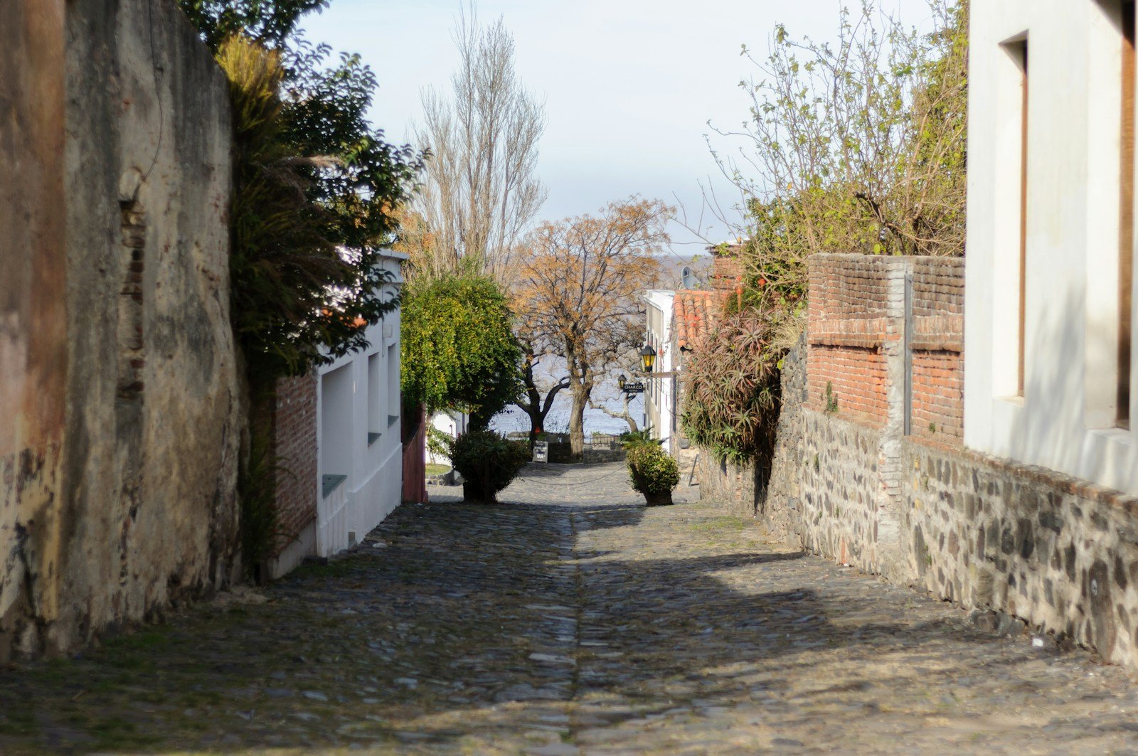 a cobblestone street with trees and bushes on either side